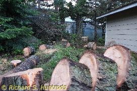 fallen trees - december 2015